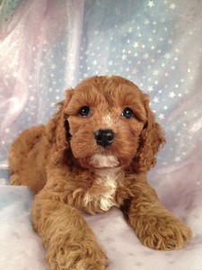 Dark apricot male cockapoo for sale|Iowa breeder 2012